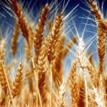 wheat 052