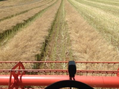 canola tassie wheat whacks winner wet comes nichols big michael stripped hectare tonnes breaking went australian record mid january crop