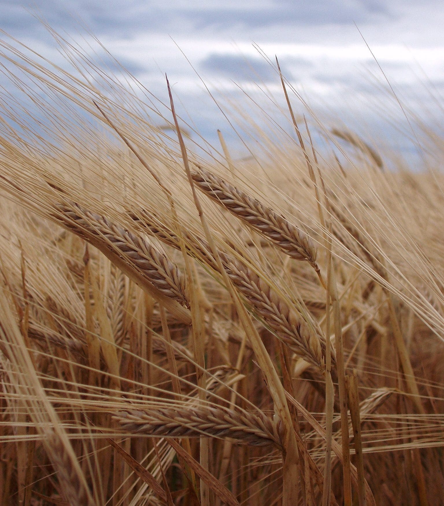 Malting barley varieties cut from preferred list Compass, Spartacus