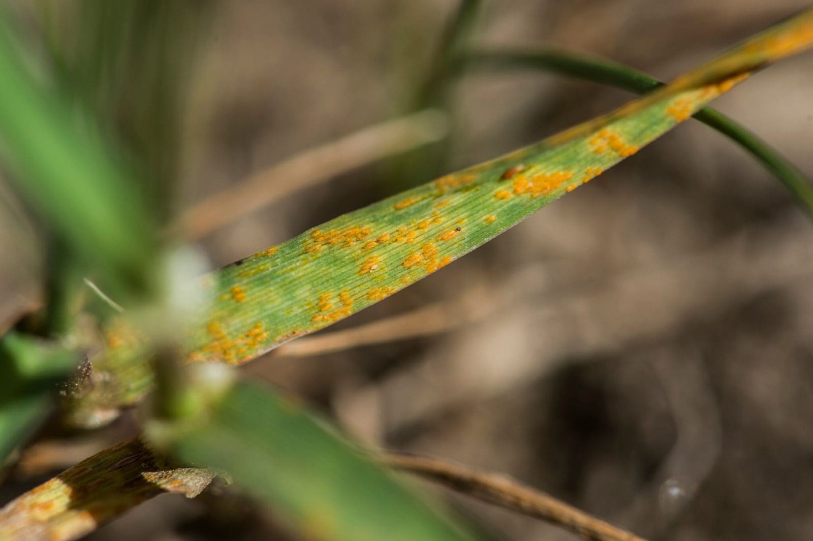 Coffee leaf rust фото 81