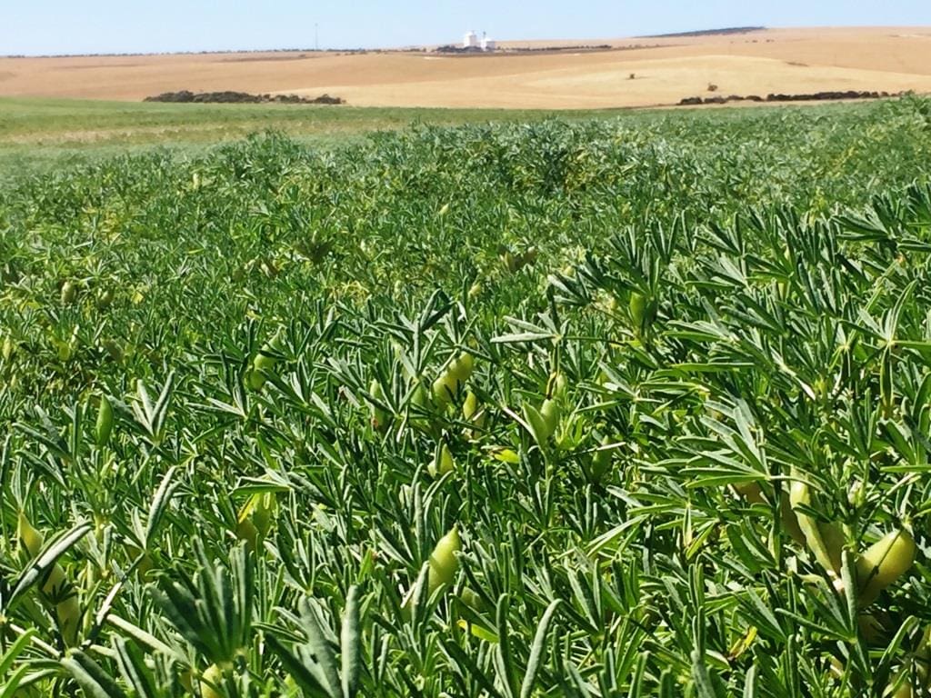 Property Canola, pulses sweeten interest in Murray/Mallee, Eyre