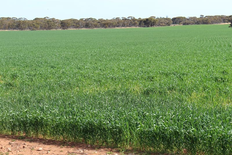 Property Canola, pulses sweeten interest in Murray/Mallee, Eyre
