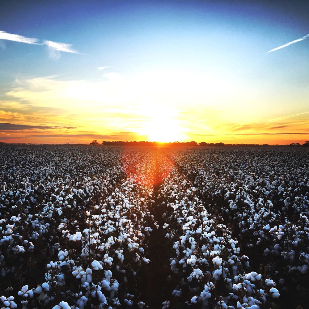 Uri Park sells in lively southern NSW property market Grain Central