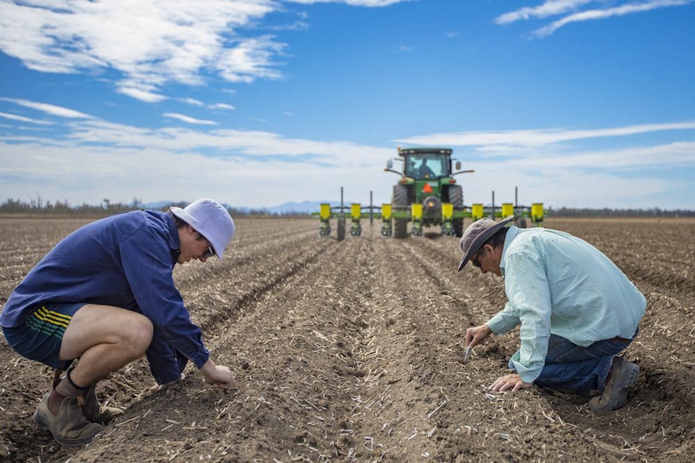 Prospect of delayed cotton sowing unnerves farmers - Business