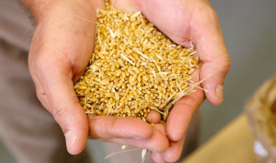 Durum wheat, hand rubbed sample. (Photo: SA manufacturers