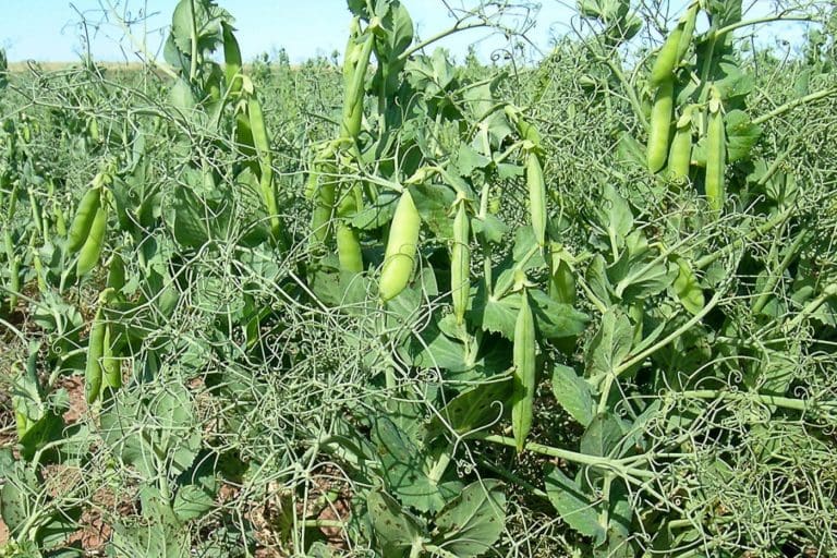 India’s 50pc tariff on field peas stymies trade Grain Central