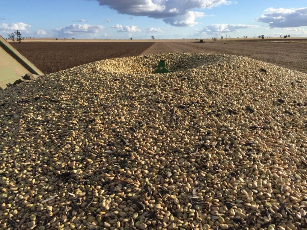 Egypt returns to bulk faba bean trade Grain Central