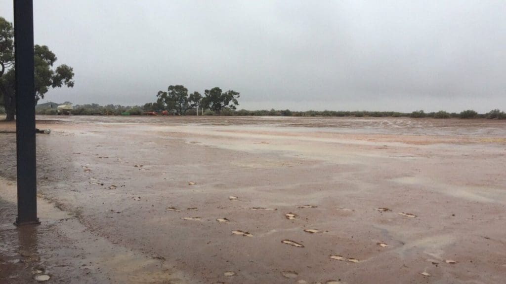 Feedgrain Focus South softens as rain eases northern pressure Grain