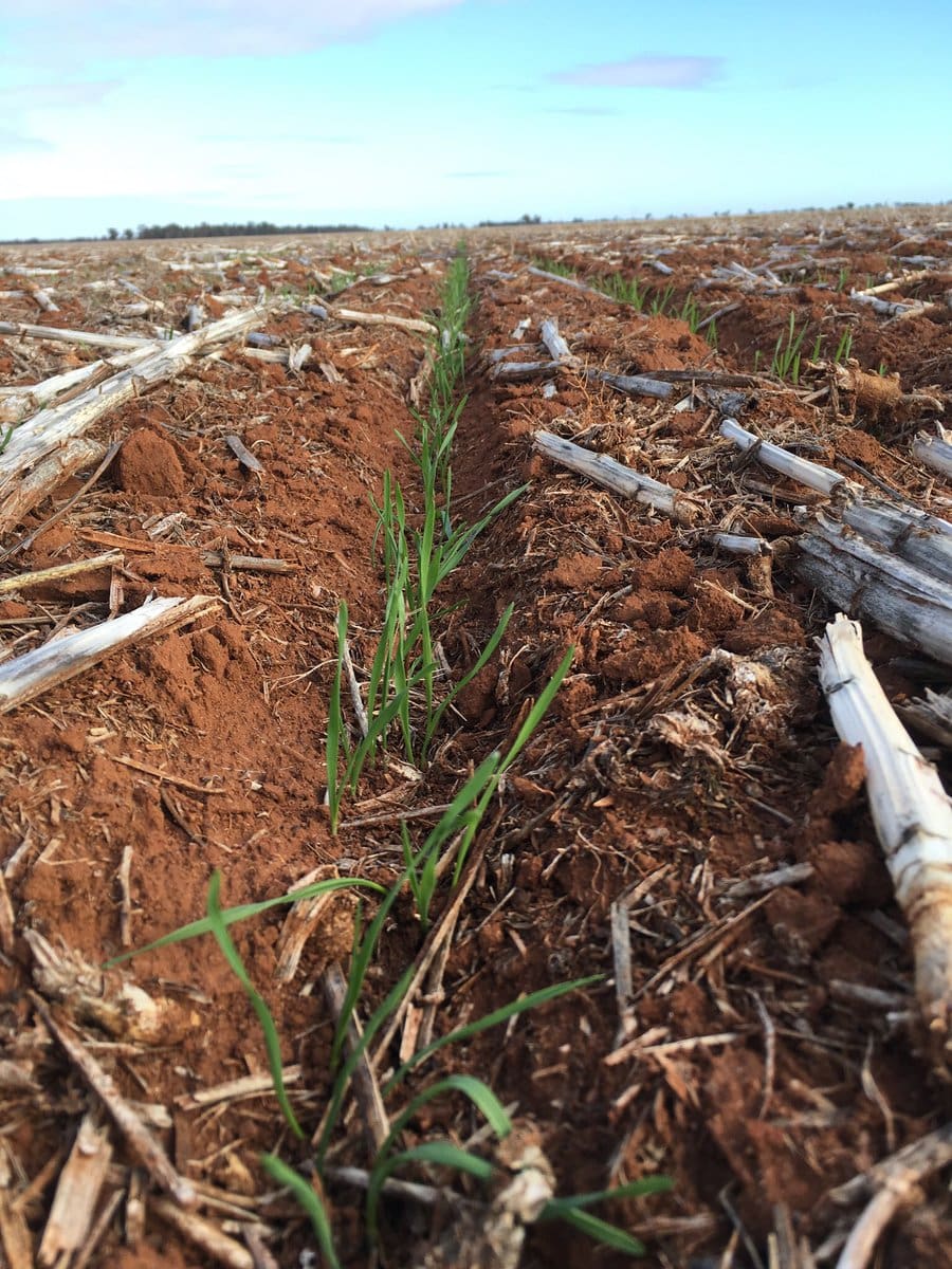 Australia s 2018 19 Wheat Crop Set For 22 9Mt Exports 15 5Mt Rabobank 