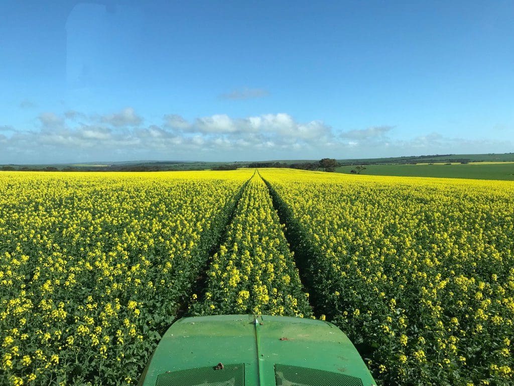 Australia set for canola crop: AOF - Grain