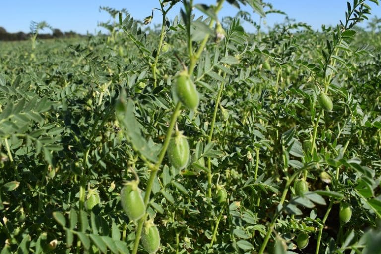 Australia s March Chickpea Exports At 25 364t Drop 46pc Over Month 