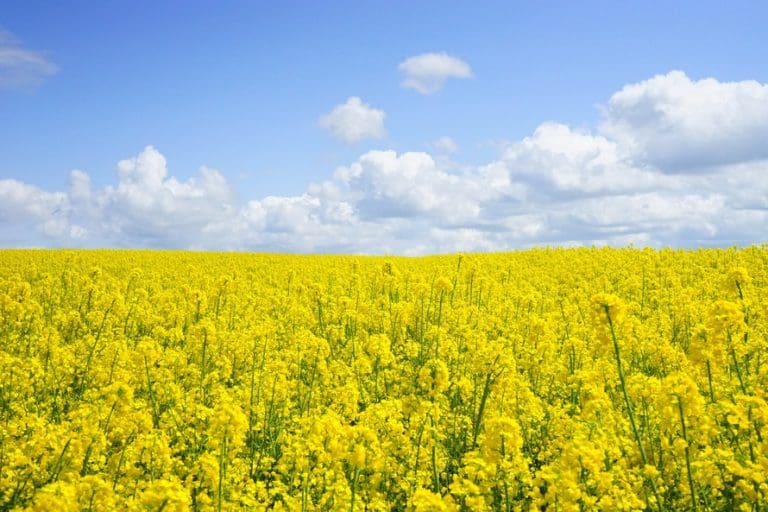 New crop Australian Canola Exports Show Strong European Demand Grain 