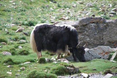 Grazing animals drove domestication of grain crops - Grain Central