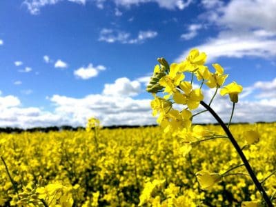 South Australian farmers will be able to grow varieties like Nuseed's Roundup Ready GT-53 if the SA Government ends the state's GM ban. Photo: Nuseed Australia