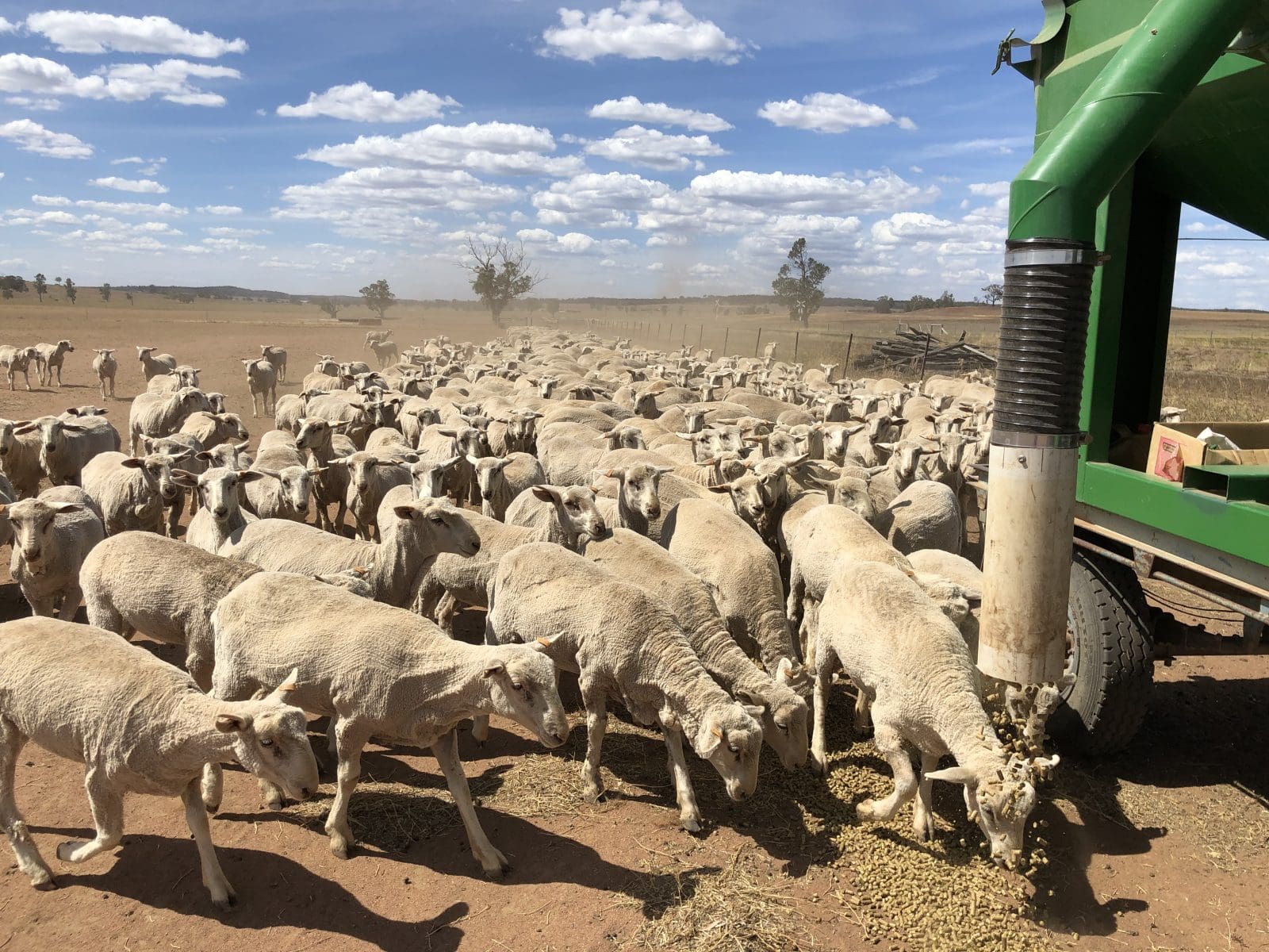 Wa Sa Sheep Nuts Help Counter Impact Of Nsw Drought Grain Central