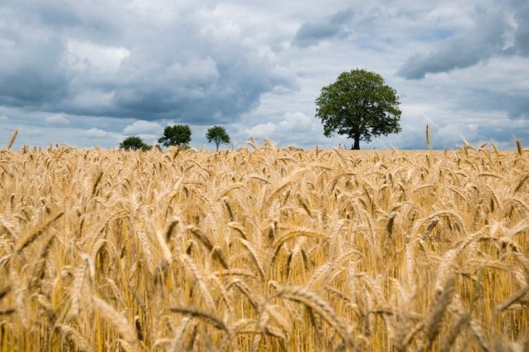 Agricultural Commodities Face Uncertain Times Rabobank Grain Central