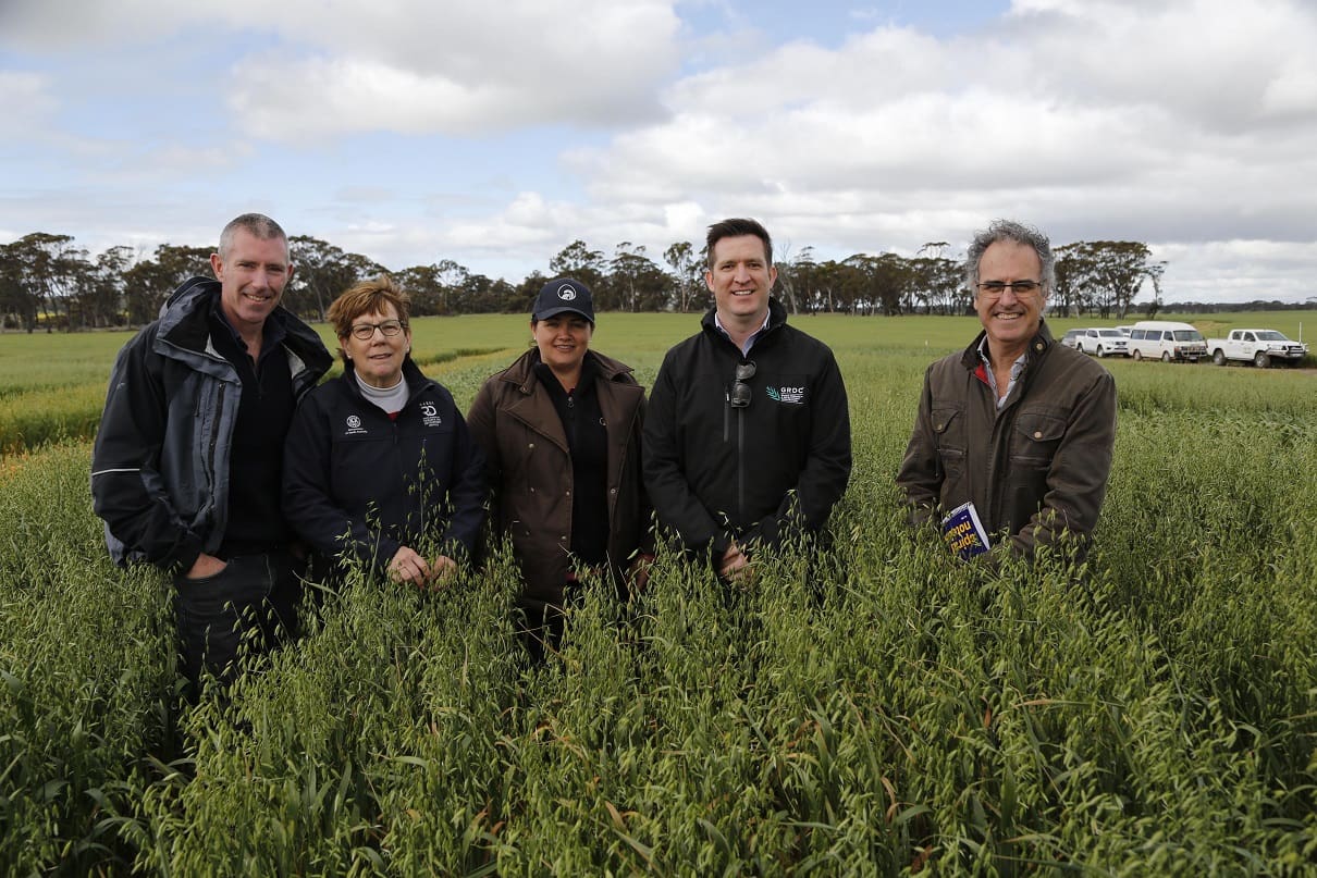 Oats: hay quality for export and domestic markets