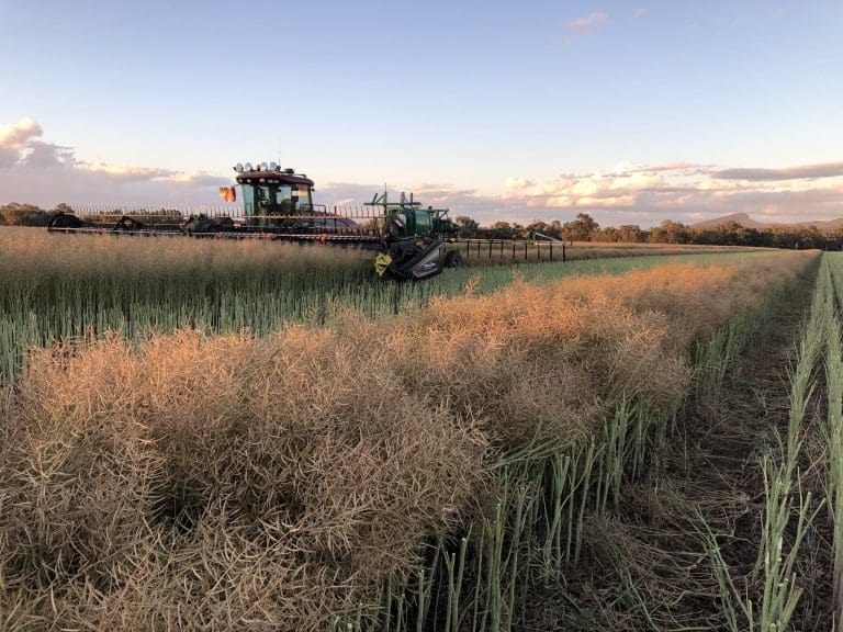China Biggest Sept Buyer Of Australian Canola ABS Grain Central