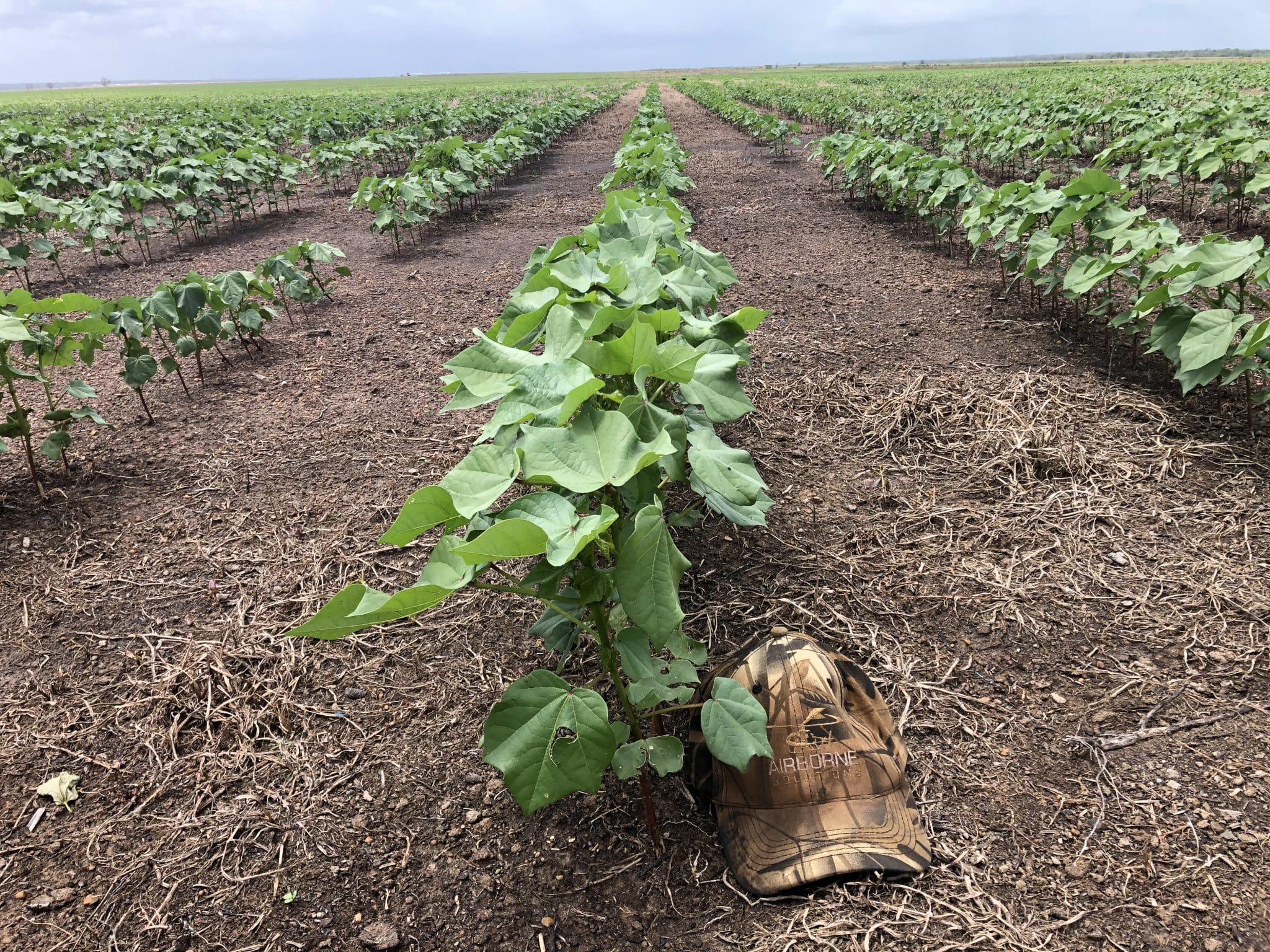 PwC report says NT gin for expanding cotton crop stacks up Grain Central