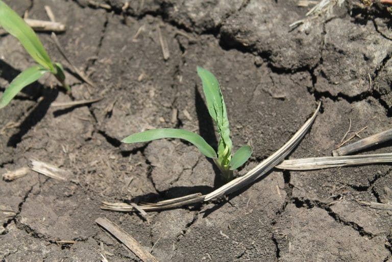 How can I get the best results when using preemergent herbicides