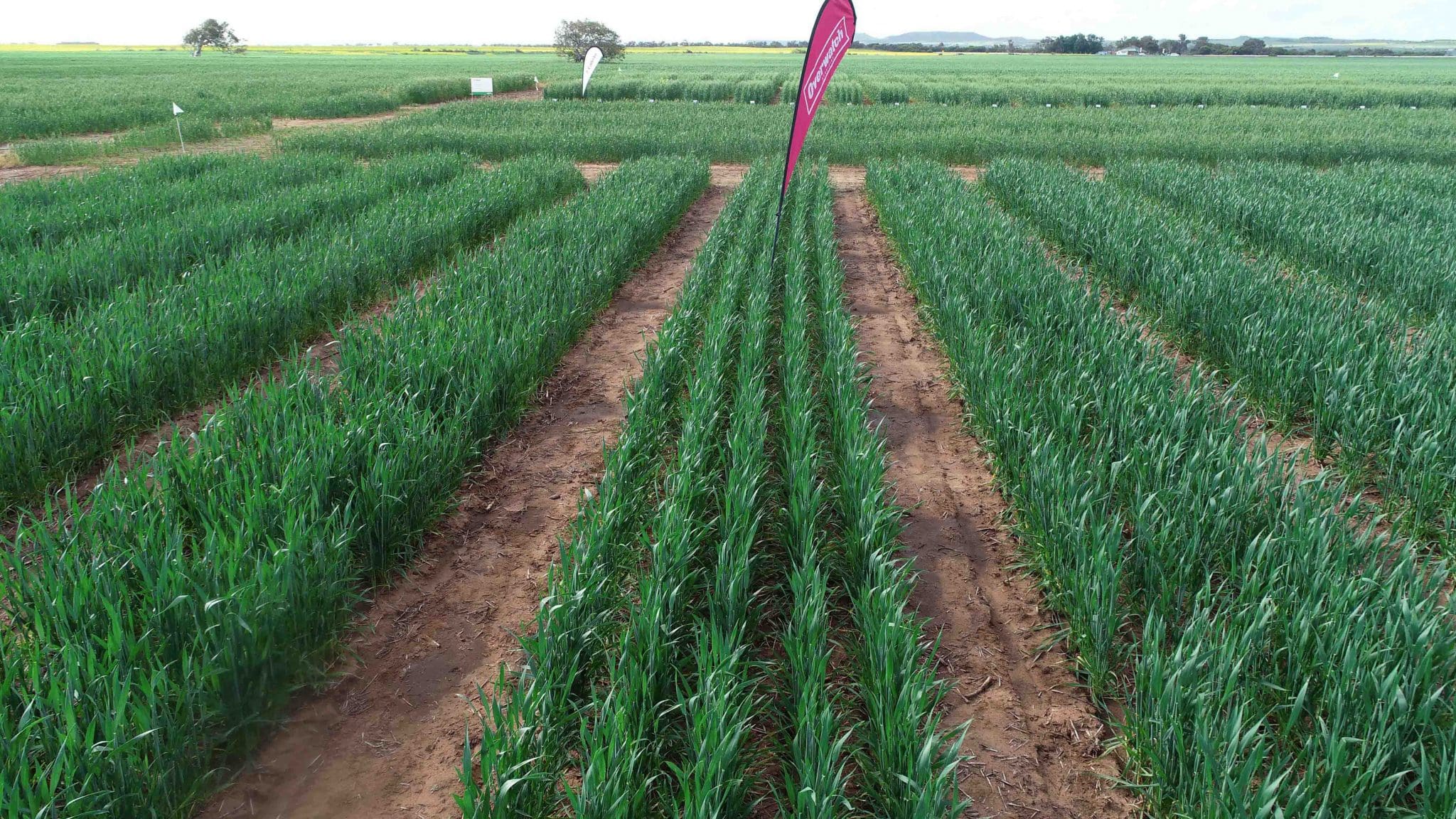 New Ryegrass Herbicide To Debut On Australian Market Grain Central remedy-ultra-herbicide-forestry-suppliers-inc