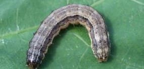 download armyworms in grass download armyworms in grass