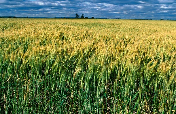Nation beholden to agriculture in testing times: Littleproud - Grain Central