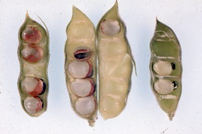 manganese deficiency sardi nigel lupin