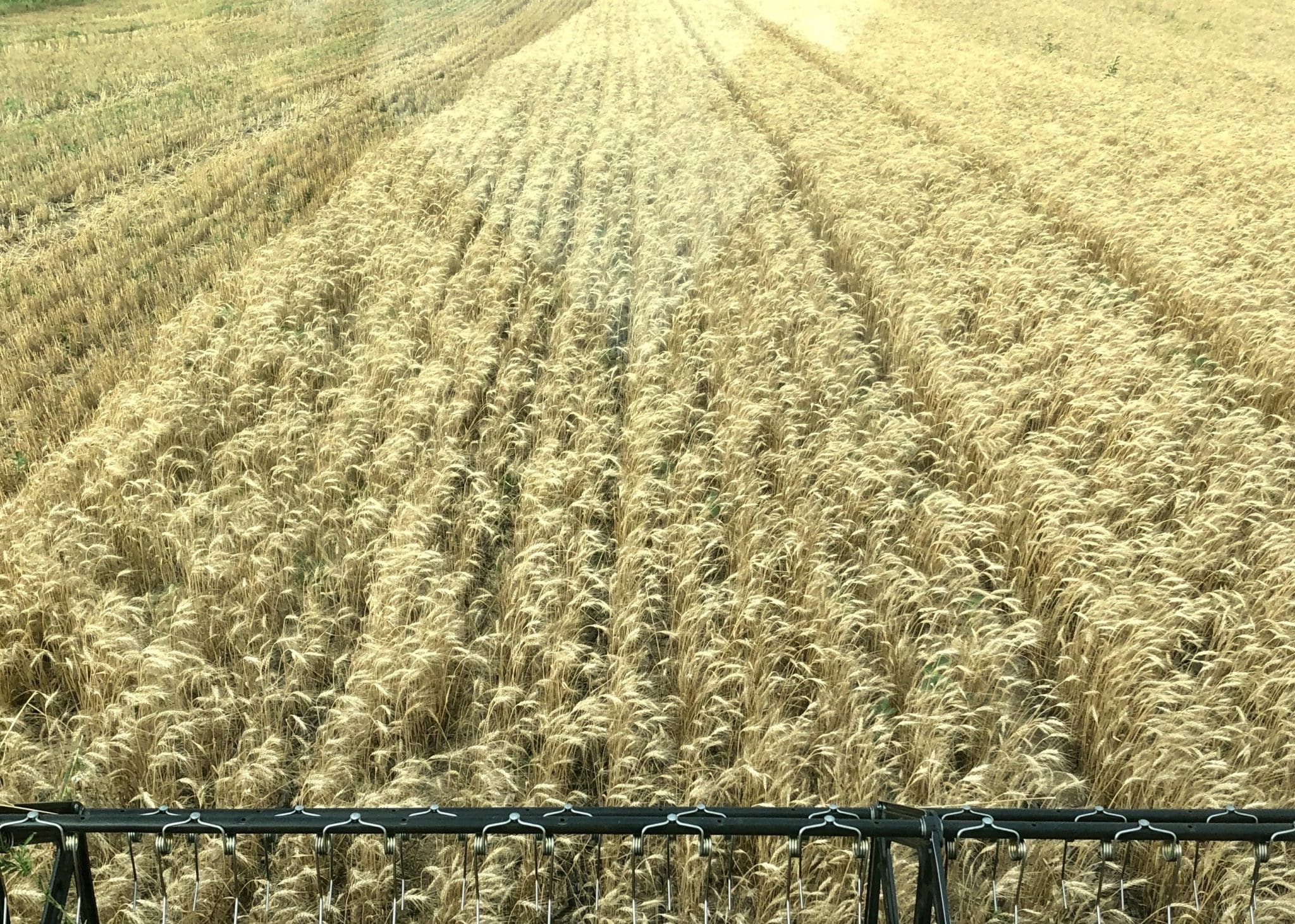 Global wheat production on the decline Grain Central