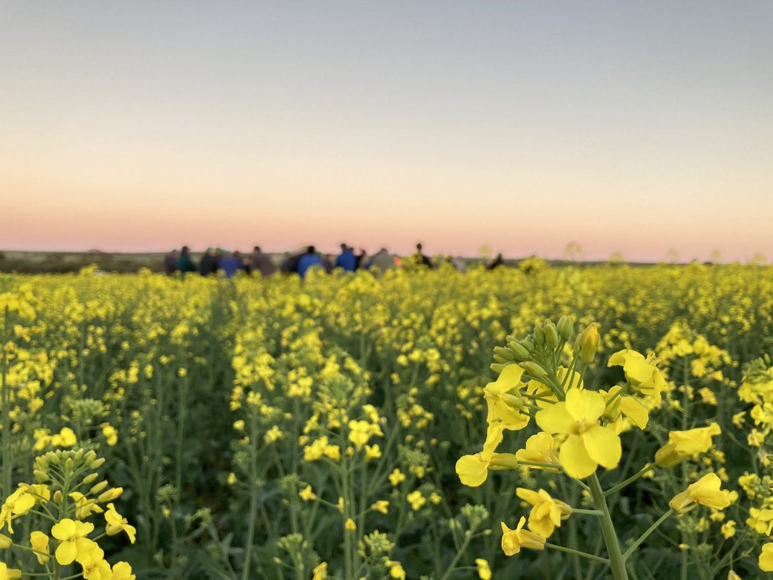 Australia exports 1.15Mt canola in 1H20 Grain Central
