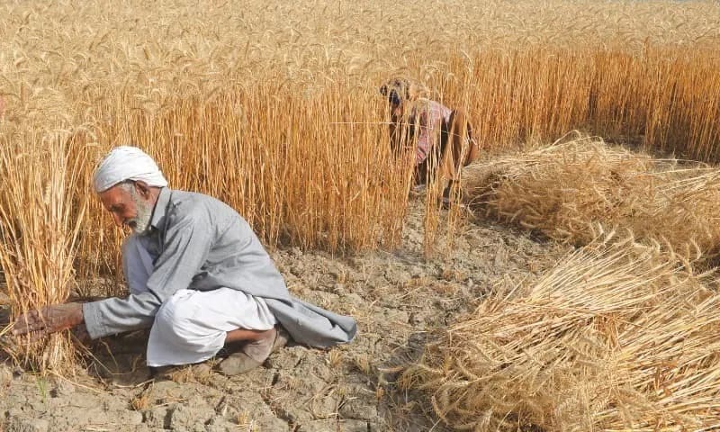 Pakistan turns wheat importer to solve domestic challenges - Grain Central