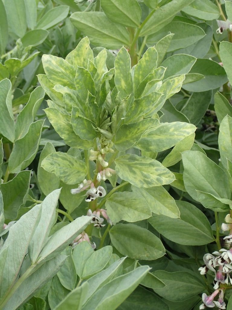 Yellow mosaic virus strikes faba bean crops Grain Central