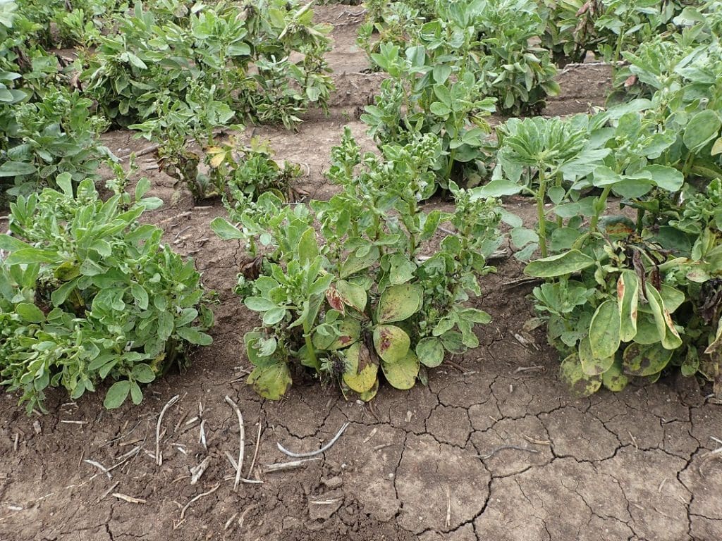 Yellow mosaic virus strikes faba bean crops Grain Central