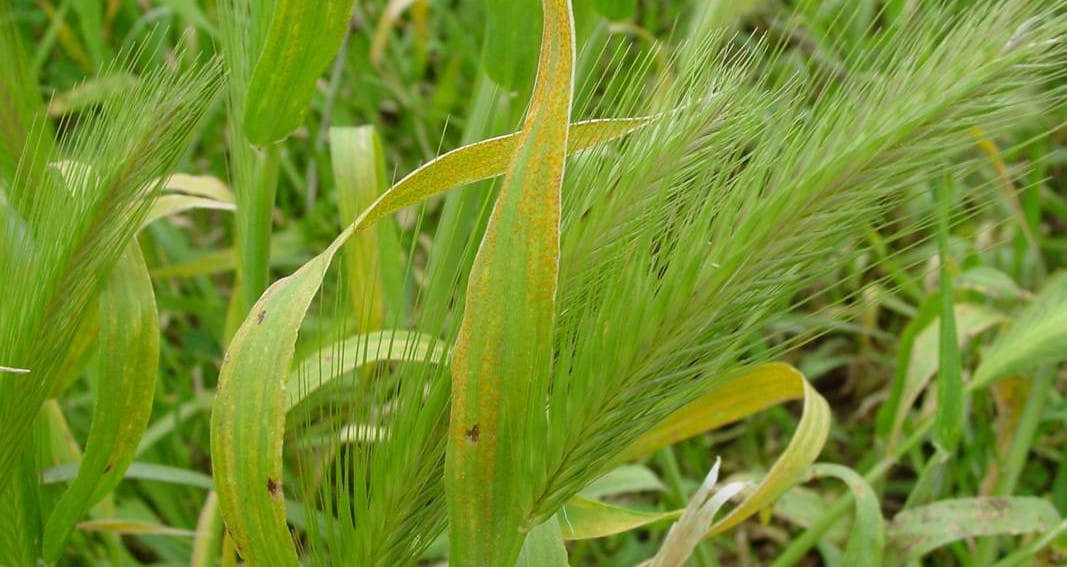 200922 Barley grass EP pic 001a Grain Central