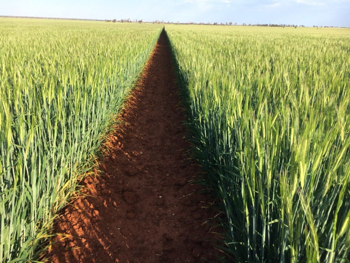 Australian July barley exports steady at 208,486t, doubles Grain Central