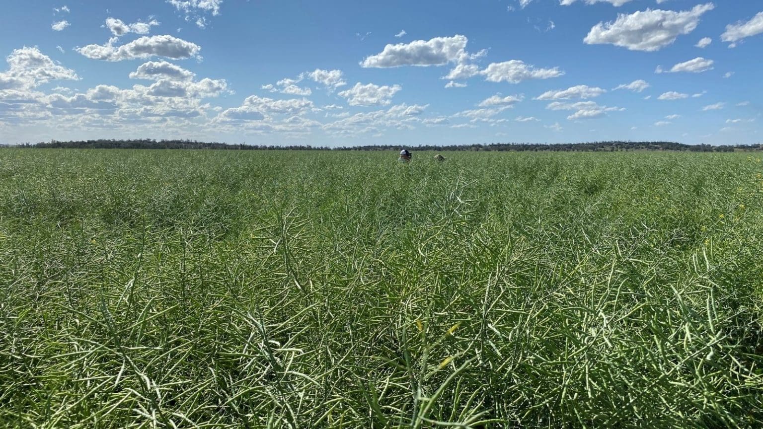 Australian Canola Exports Dwindle To 1636t In August Grain Central