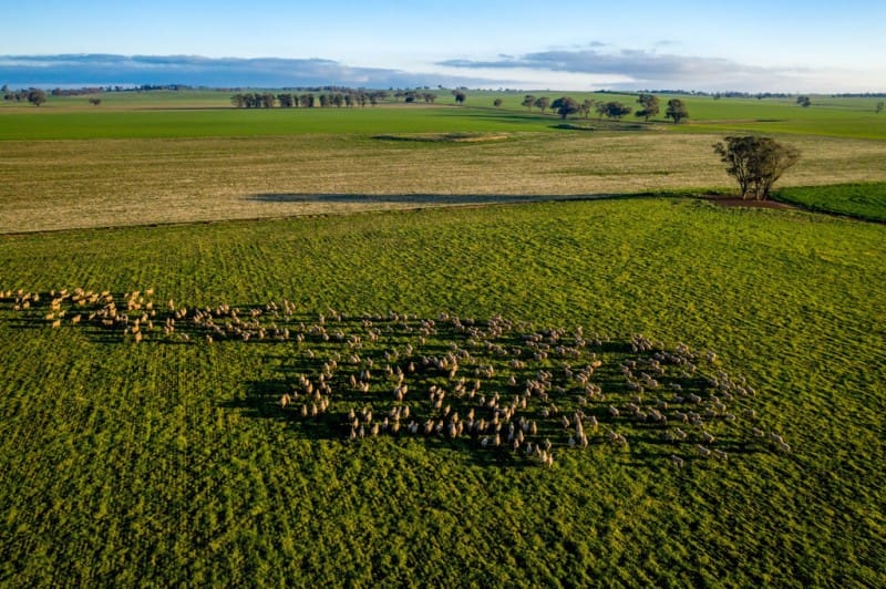 Southern NSW market flattens after bull run