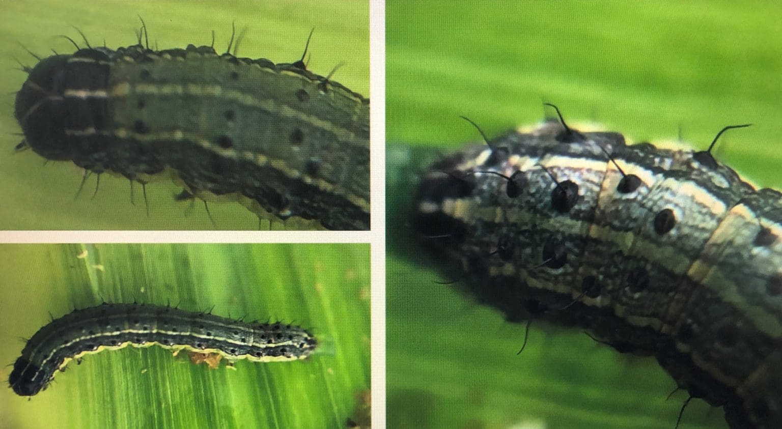 download armyworm insecticide download armyworm insecticide
