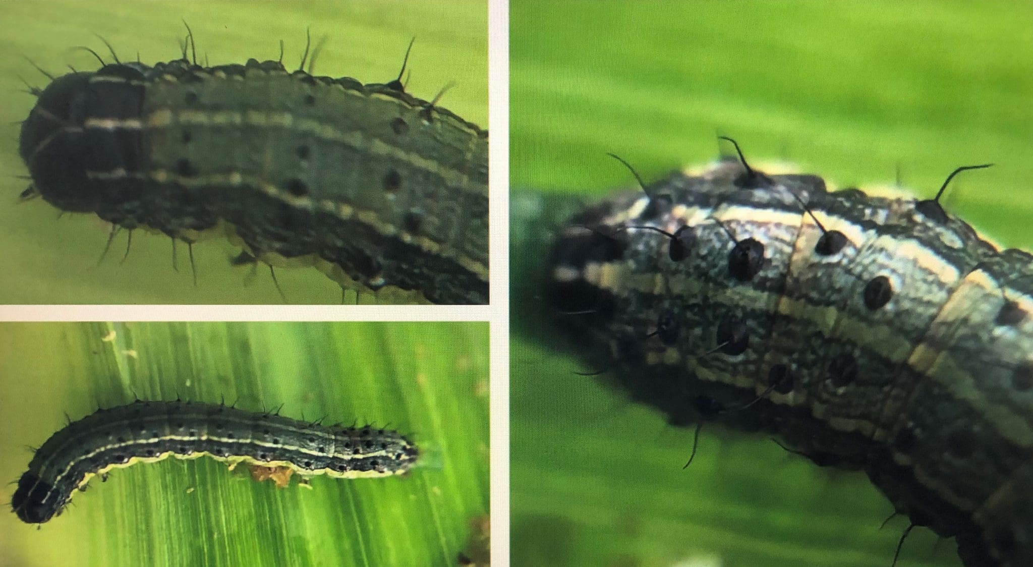 Natural predators enlisted in fight against fall armyworm - Grain Central