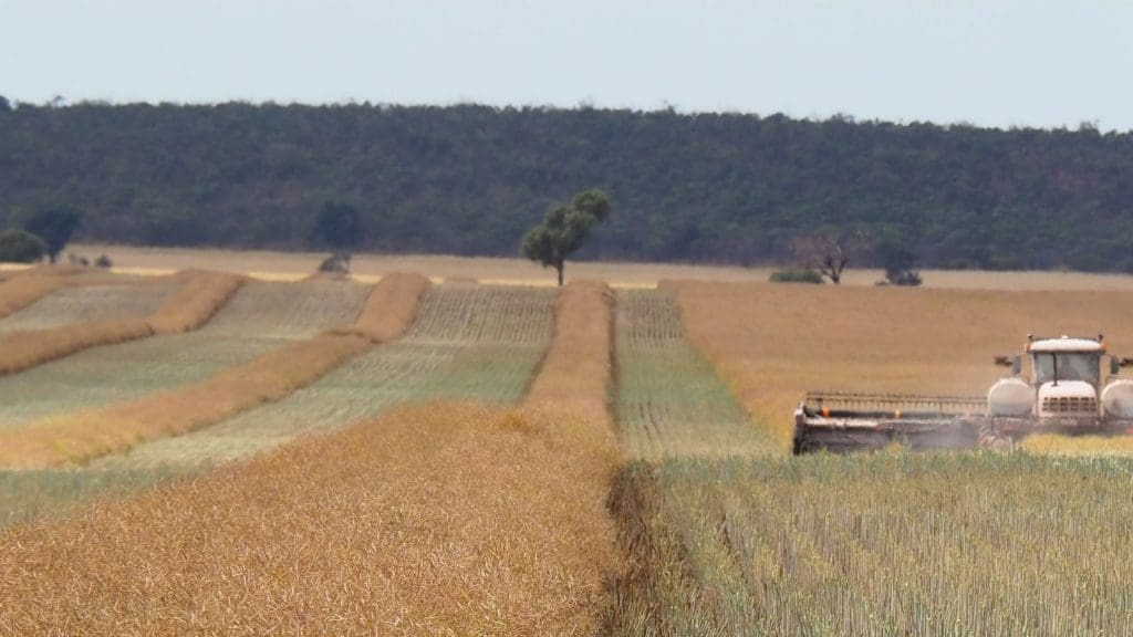 Australian canola crop forecast at 3.34Mt: AOF - Grain Central