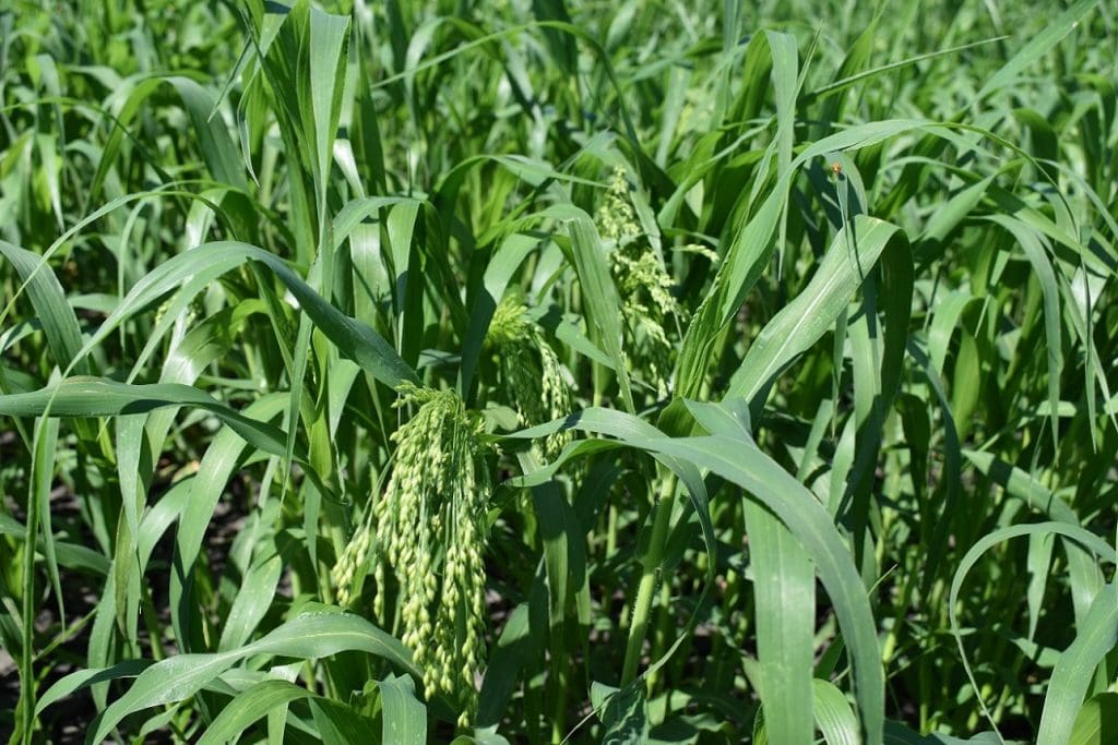 Birdseed millet in demand as stocks dwindle Grain Central