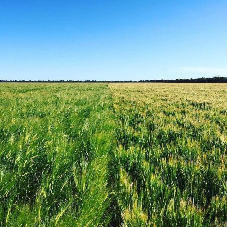 Barley Australia accredits three new malting varieties Grain Central