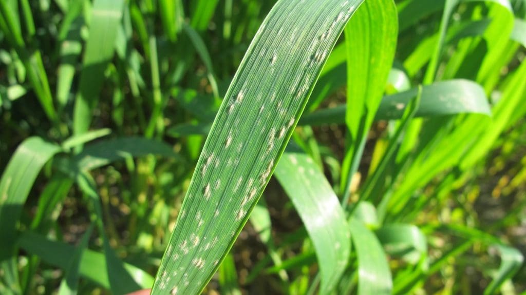 DMI resistance in wheat powdery mildew confirmed for first time Grain Central