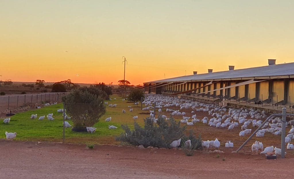 Chicken features in recipe for ag investments Grain Central