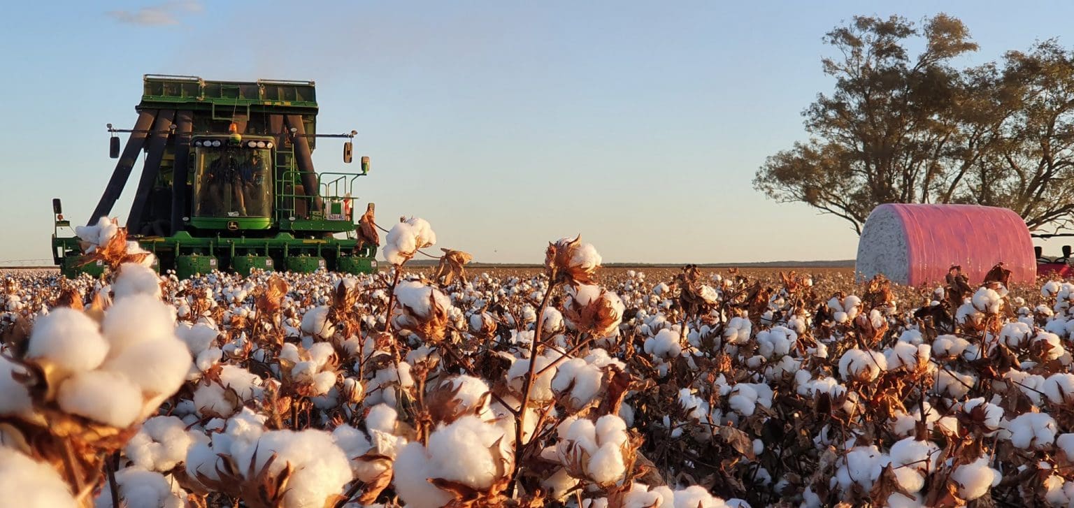Pickers roll through 2.7millionbale cotton crop Grain Central