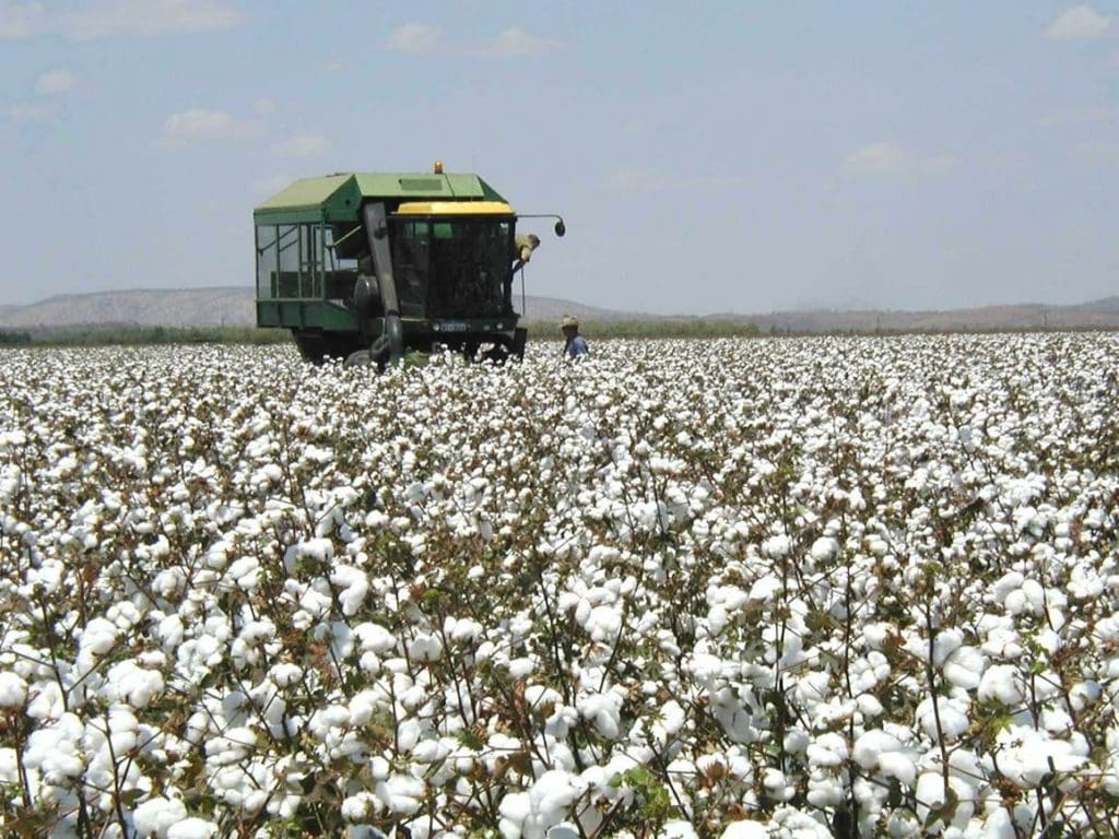 Are there any ‘catches’ for Australian cotton? Grain Central
