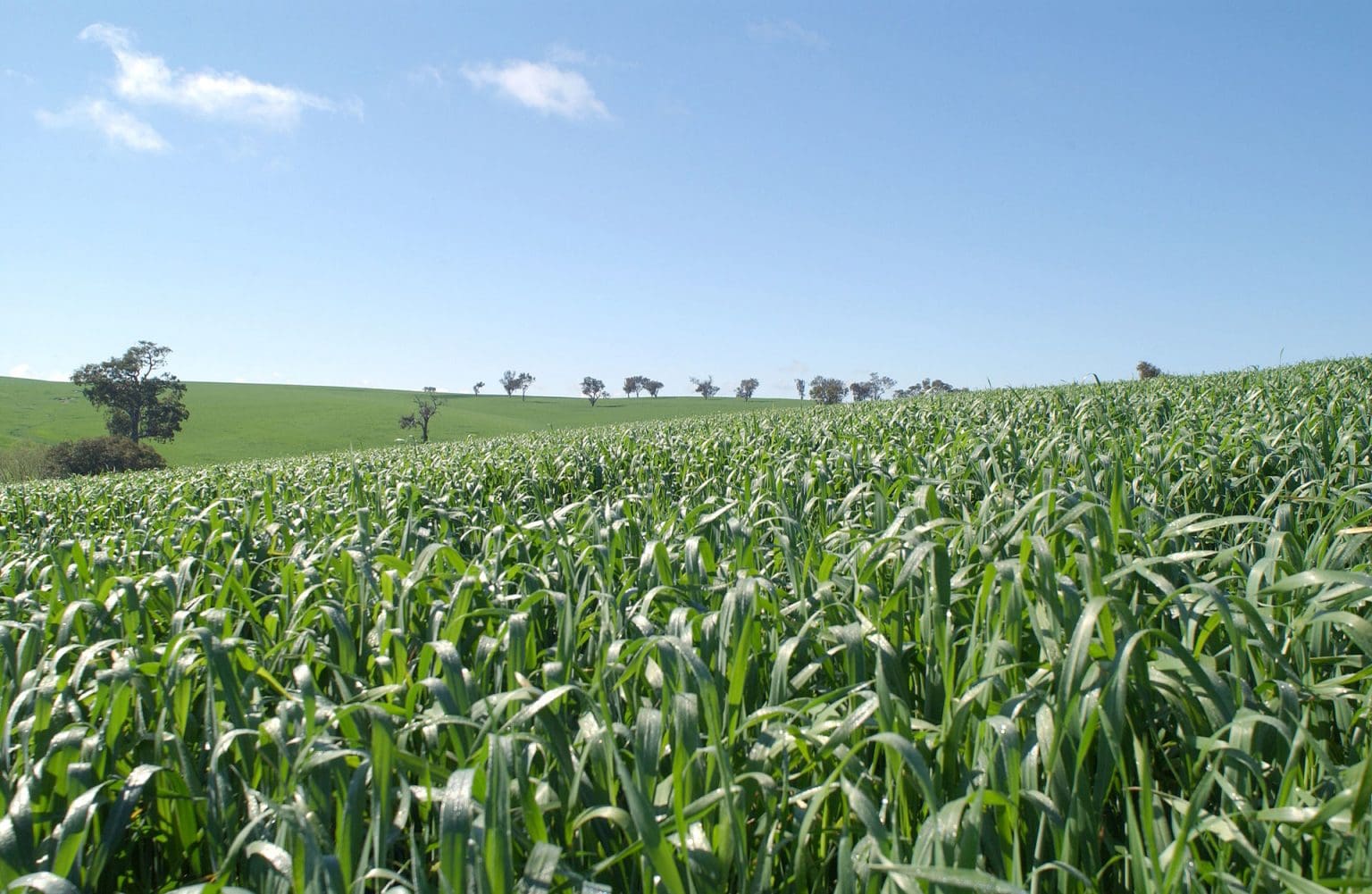 NSW winter crop heads into spring with its tail up Grain Central