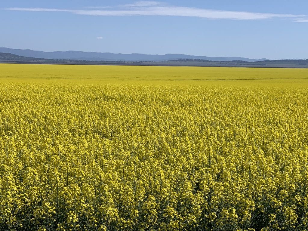 Australian Canola Exports Drop To 114 392t In July Grain Central