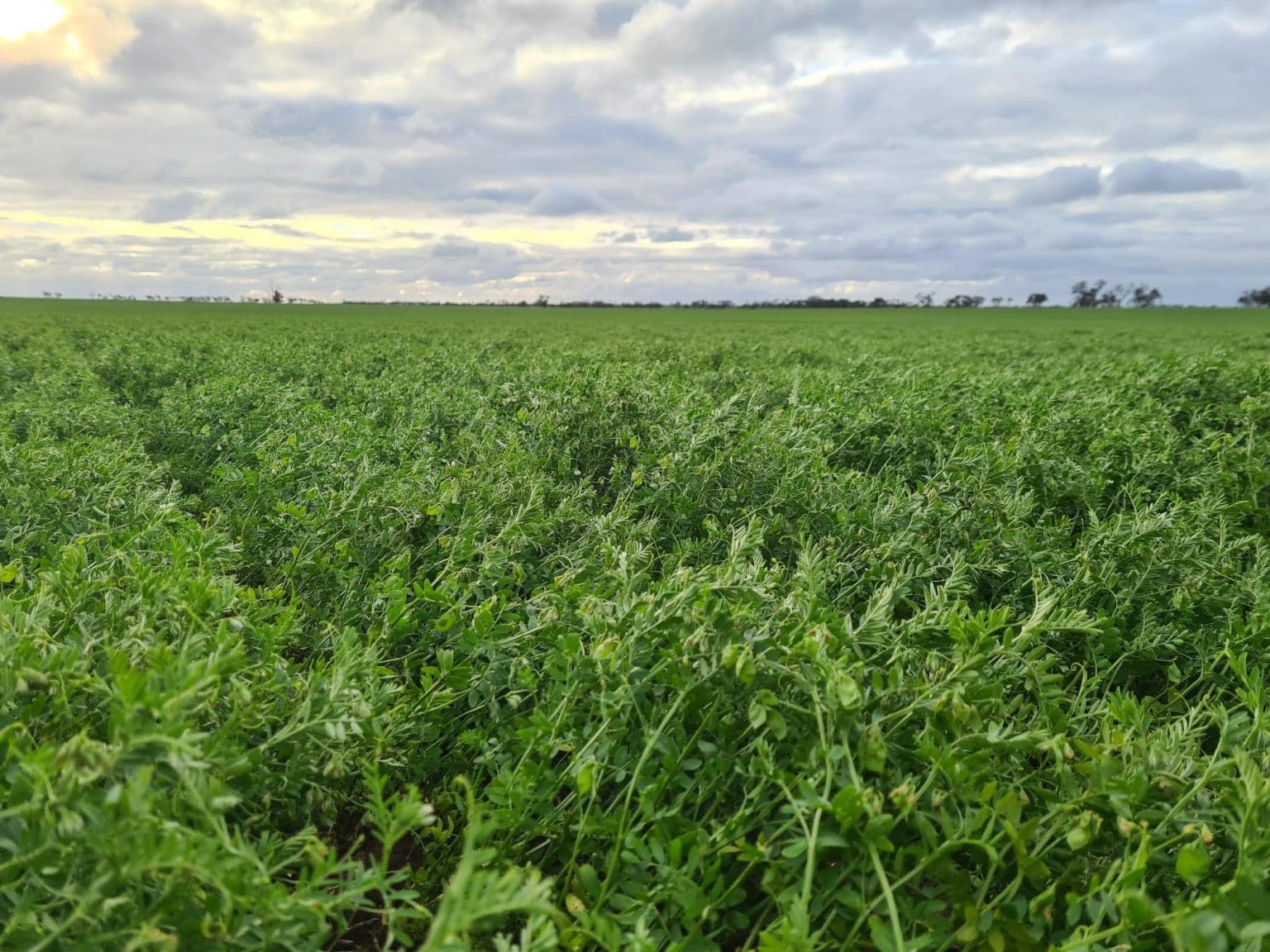 Australian chickpea, lentil exports surge in August Grain Central