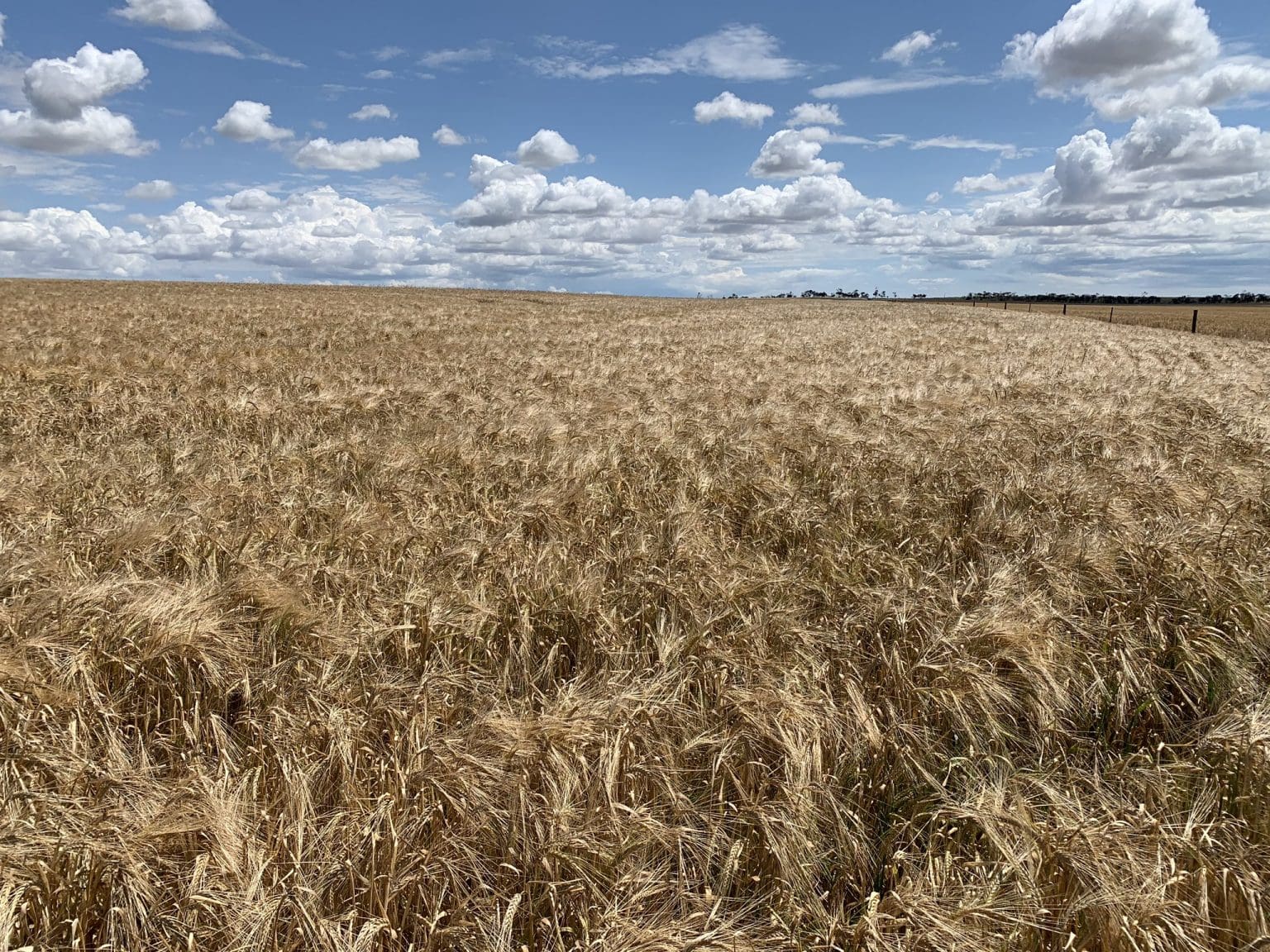 Australian barley courts Latin America ahead of harvest Grain Central